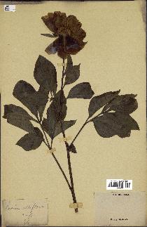 spécimen de Paeonia albiflora