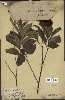 spécimen de Paeonia albiflora