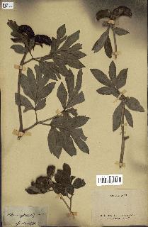 spécimen de Paeonia officinalis