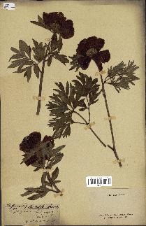 spécimen de Paeonia officinalis