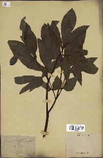 spécimen de Paeonia officinalis