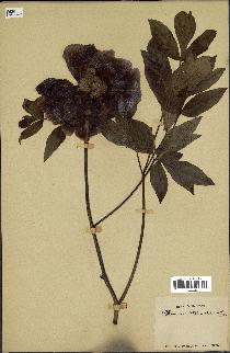 spécimen de Paeonia moutan