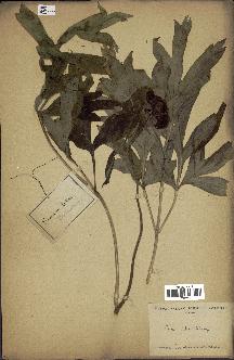 spécimen de Paeonia lutea