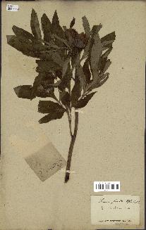 spécimen de Paeonia corallina