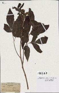 spécimen de Paeonia corallina