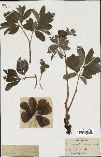 spécimen de Paeonia officinalis