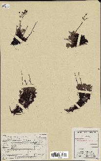 spécimen de Saxifraga tricuspidata