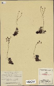 spécimen de Saxifraga tricuspidata