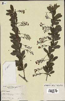 spécimen de Berberis vulgaris