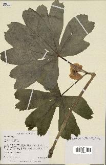 spécimen de Podophyllum peltatum