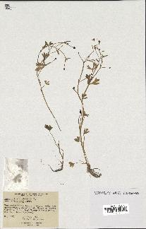 spécimen de Ranunculus sceleratus