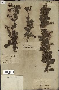 spécimen de Berberis vulgaris