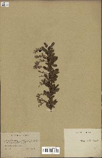 spécimen de Berberis vulgaris