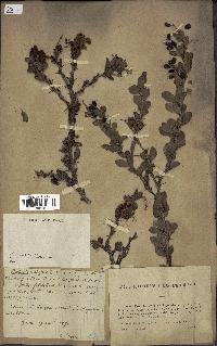 spécimen de Berberis vulgaris