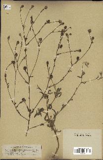 spécimen de Pulicaria arabica