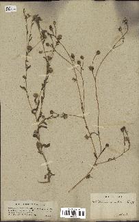 spécimen de Pulicaria arabica