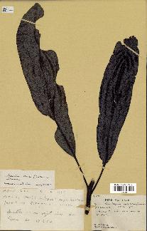 spécimen de Macadamia francii