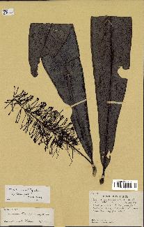 spécimen de Macadamia francii