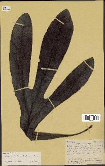 spécimen de Macadamia francii