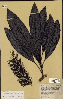 spécimen de Macadamia francii