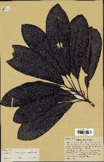 spécimen de Macadamia francii