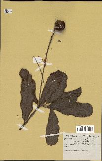 spécimen de Macadamia francii