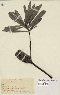spécimen de Banksia integrifolia