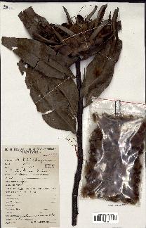 spécimen de Protea madiensis