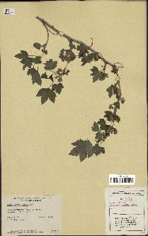spécimen de Ribes americanum