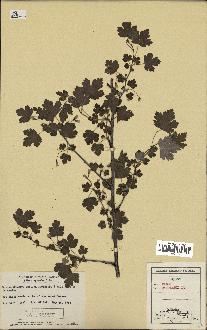 spécimen de Ribes cynosbati