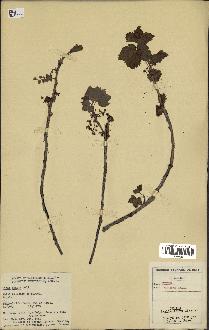 spécimen de Ribes triste