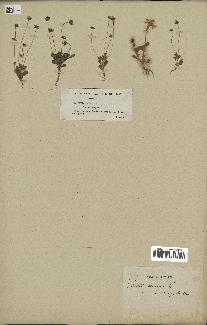 spécimen de Bellis annua