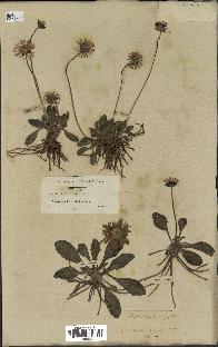 spécimen de Bellis sylvestris