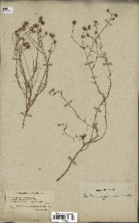spécimen de Nolletia chrysocomoides