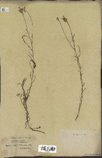 spécimen de Centaurea cyanus
