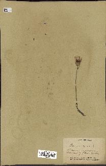 spécimen de Centaurea cyanus