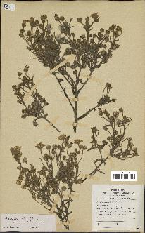 spécimen de Andryala integrifolia