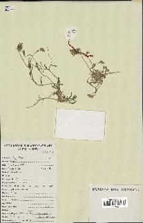spécimen de Catananche arenaria