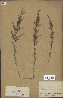 spécimen de Artemisia campestris