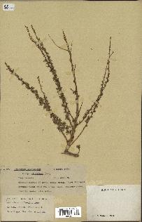 spécimen de Artemisia campestris