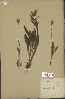 spécimen de Catananche lutea