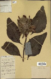 spécimen de Protea madiensis