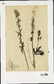 spécimen de Aconitum lycoctonum