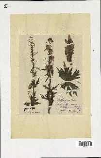 spécimen de Aconitum lycoctonum