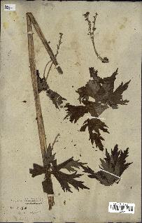spécimen de Aconitum lycoctonum