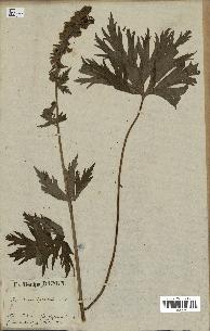 spécimen de Aconitum lycoctonum