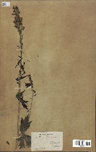 spécimen de Aconitum lycoctonum