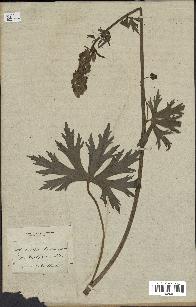 spécimen de Aconitum lycoctonum