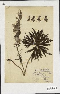 spécimen de Aconitum lycoctonum