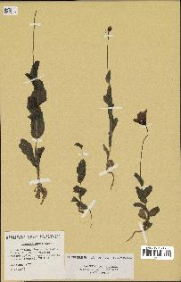 spécimen de Papaver somniferum
